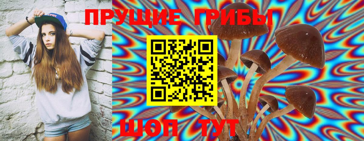 Вязьма  Псилоцибиновые грибы Cubensis  Вход с VPN 